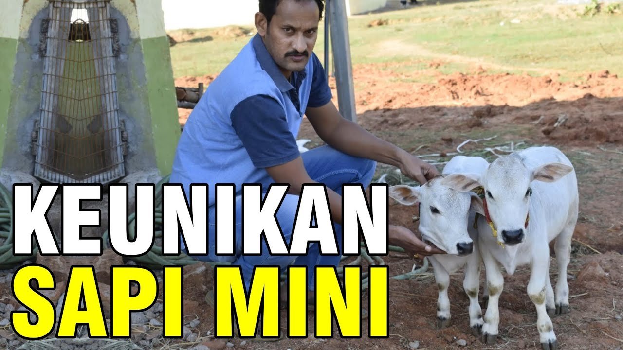 
                                 Sapi-Unik-Super-Mini-Dengan-Bobot-Terkecil-Di-Dunia